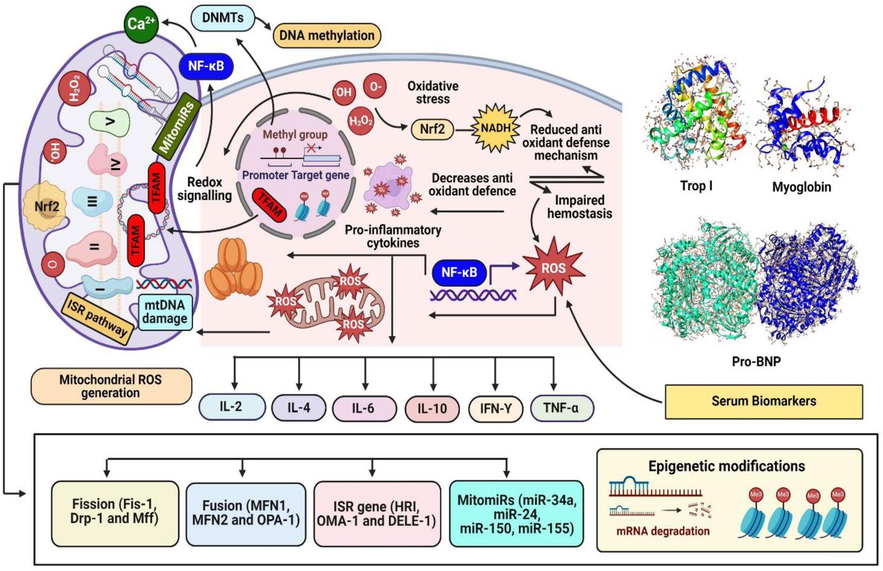 Molecular insights into mitoepigenetic stress response signaling in  age-associated cardiovascular disease risk | medRxiv