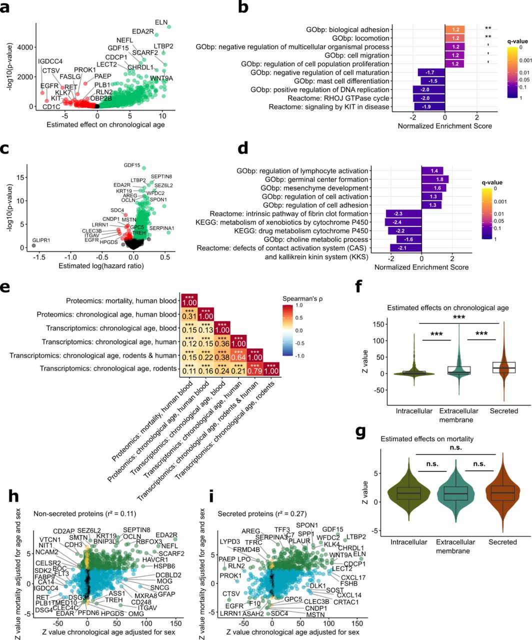 Plasma-based organ-specific aging and mortality models unveil diseases as  accelerated aging of organismal systems | medRxiv