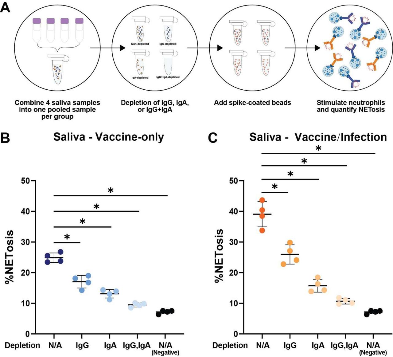 COVID 20 mRNA vaccines induce robust levels of IgG but limited ...