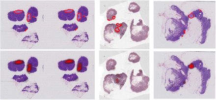 Supplementary Fig. 6: