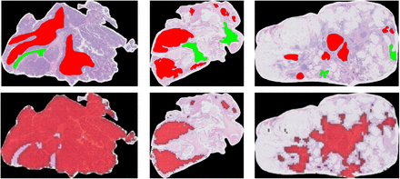 Supplementary Fig. 8: