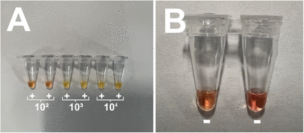 Figure 4: