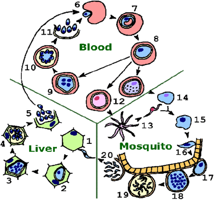 Figure 1: