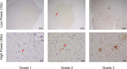 Supplementary Figure 1