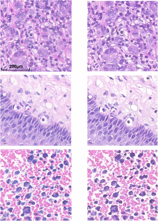 Supplementary Figure 1.