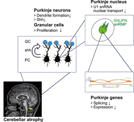 Fig. 7: