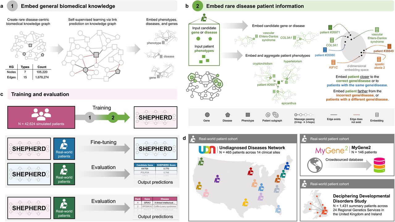 Few shot learning for phenotype-driven diagnosis of patients with rare  genetic diseases | medRxiv