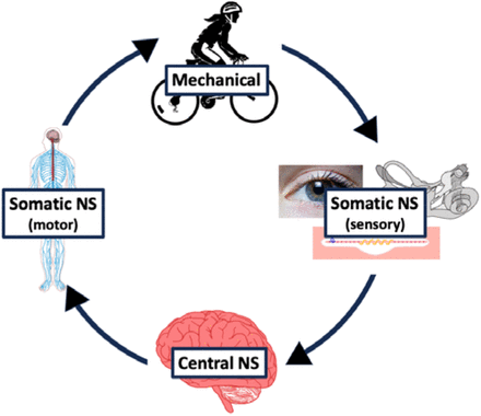 Fig. 1: