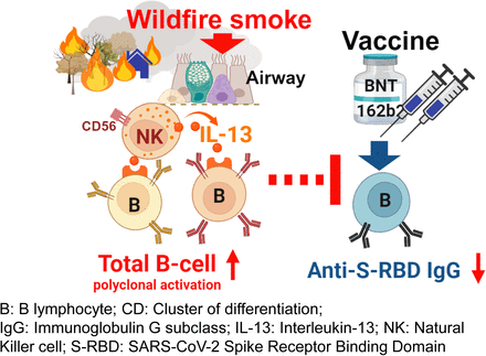 Graphical abstract